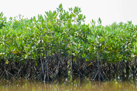 Mangrove Forest  prevent coastline corrosionの写真素材