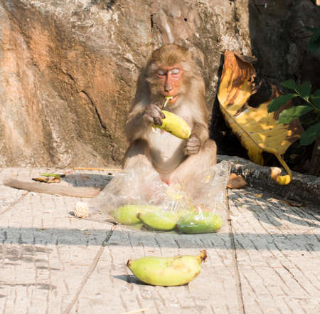 One monkey eating banana stolenの写真素材