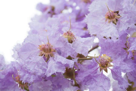 Lagerstroemia floribunda flower on white background