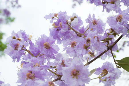Lagerstroemia floribunda flower on white background