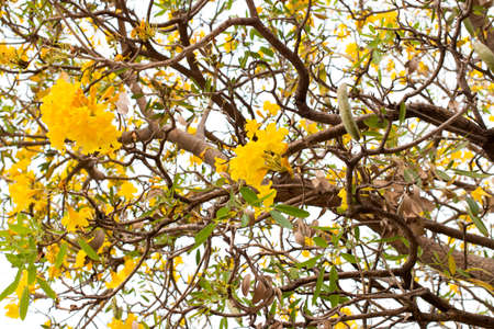 Silver trumpet tree  Tabebuia aurea, Tree of gold,Paraguayan silver trumpet tree 