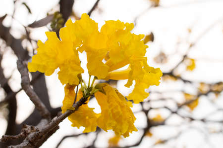 Silver trumpet tree  Tabebuia aurea, Tree of gold,Paraguayan silver trumpet tree の写真素材