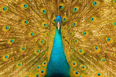male peacock has colorful feathers in order to attract a mateの写真素材