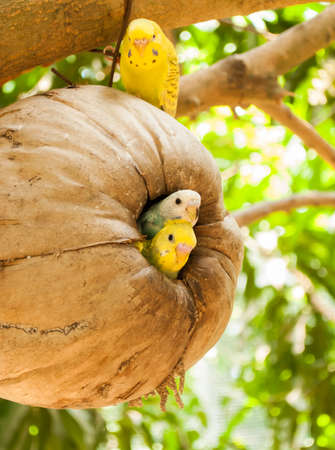 Colourful parrot bird sitting on the perchの写真素材