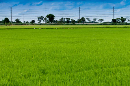 Green grass rice fields from Ayutthaya,thai landの写真素材