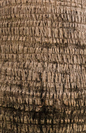 macro coconut tree trunk texture backgroundの写真素材