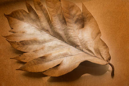 autumn leaves background texture abstract