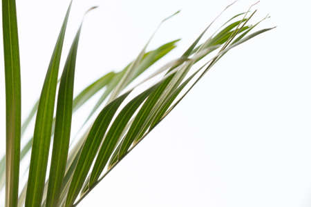 Green leaf of palm treeの写真素材