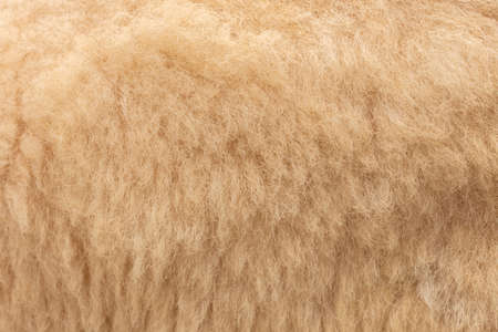 Raw wool background. softness and warmness.の写真素材