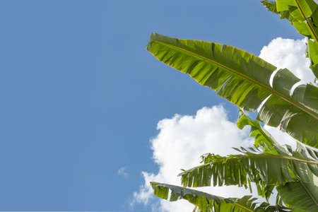 banana leaf and sky background.の写真素材