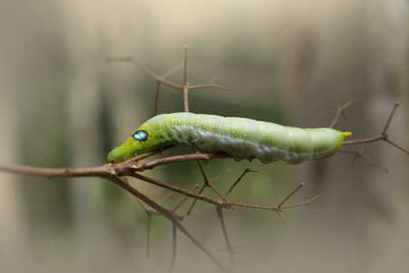 Green worm caterpillar animals isolate on wood ans pine cone blur backgroundの写真素材