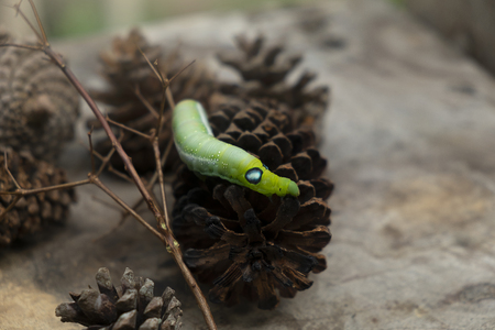 Green worm caterpillar animals isolate on wood ans pine cone blur backgroundの写真素材