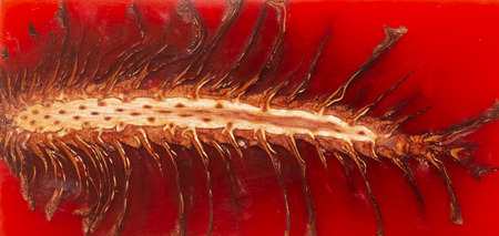 casting epoxy resin Stabilizing pine cone red abstract art background, Texture of a wooden blanksの写真素材