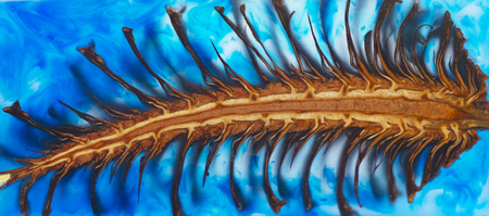 casting epoxy resin Stabilizing pine cone red abstract art background, Texture of a wooden blanksの写真素材