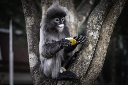 Colobinae also gray Langur eating fruit long tailed monkey on the treeの写真素材
