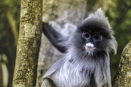 Colobinae also gray Langur long tailed monkey on the treeの写真素材