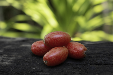 Ripe Elaeagnus latifolia fruit on wood blurred backgroundの写真素材