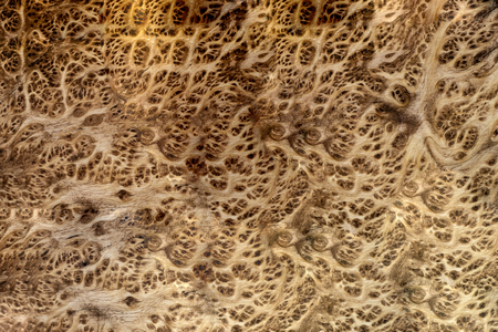 Real burl wood striped for Picture prints interior decoration car, Exotic wooden beautiful pattern for crafts or abstract art background textureの写真素材