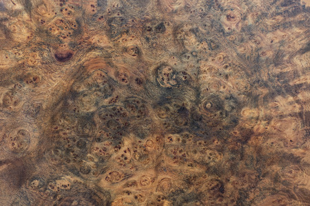 Real burl wood striped for Picture prints interior decoration, Exotic wooden beautiful pattern for crafts or abstract art texture backgroundの写真素材