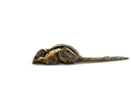 Asiatic striped squirrel small on white backgroundの写真素材