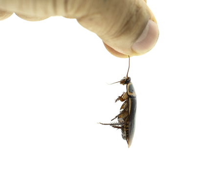 Hand holding a dead cockroach on isolated white background