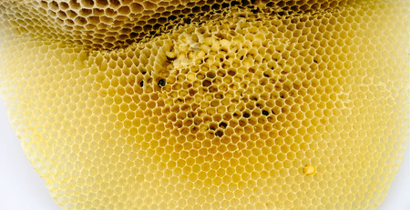 Close up cell honeycombs and bees crawl on honeycomb