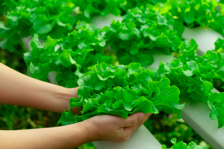 Young farmer is holding vegetable green oak, Hydroponic eco organic modern smart farm 4.0 technologyの写真素材