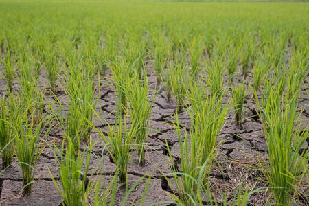 Rice seedlings in a paddy field growing racked and dry soil in arid areas landscapeの写真素材