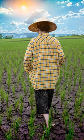 Woman farmer staring green rice seedlings in a paddy field with beautiful sky and cloud, The sun setting over a mountain range in the background, Rural scene phuluang mountains in Thailandの写真素材