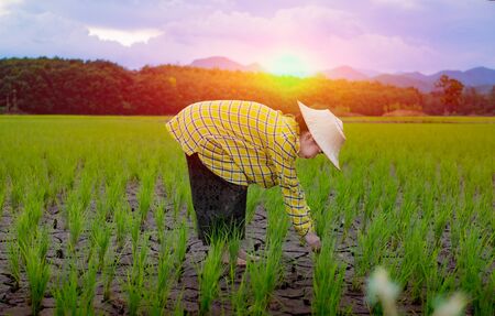 Woman farmer staring green rice seedlings in a paddy field with beautiful sky and cloud, The sun setting over a mountain range in the backgroundの写真素材