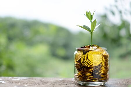Tree with growing on glass piggy bank from pile of gold coin with blurred background