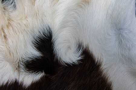 Texture of brown Cow skin coat with fur black white and brown spots