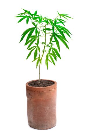 Plant cannabis growing in pot at white backgroundの写真素材