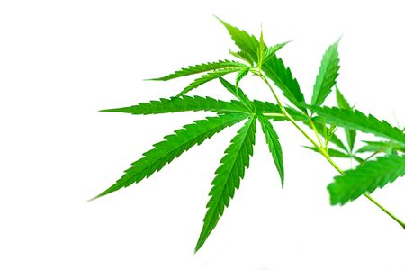 Green medicinal plant cannabis leaf at white background close upの写真素材