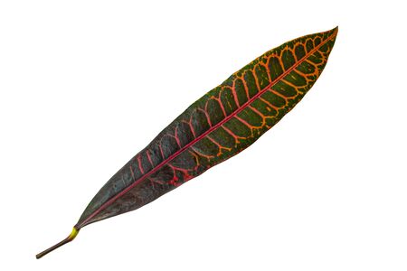 Beautiful plant leaf at isolared white background close up