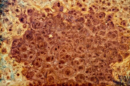 Nature burl wood striped Exotic wooden beautiful pattern for crafts or abstract art texture...