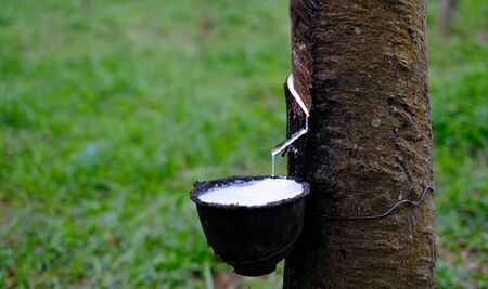 Fresh milky Latex flows from para rubber tree into a plastic bowl at blurred backgroundの写真素材