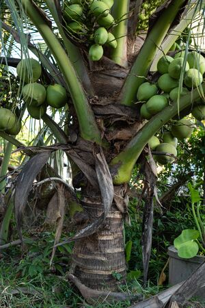 Close up fresh coconuts cluster on the coconut tree