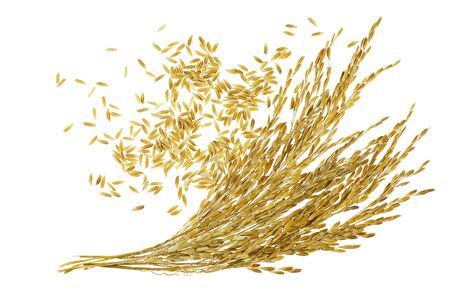 Ear of sticky paddy rice at white backgroundの写真素材