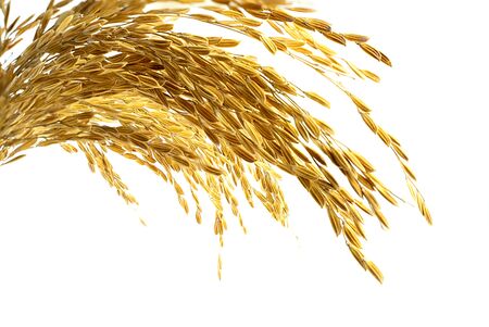 Ear of sticky paddy rice at isolated white background