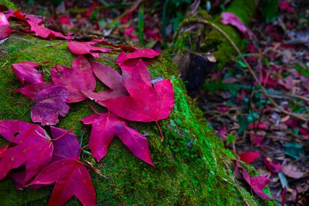 Fallen red maple leaves on the stone at green moss, Leaf outの写真素材