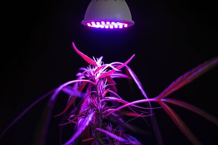Plant sapling cannabis growing in pot with LED grow lightの写真素材