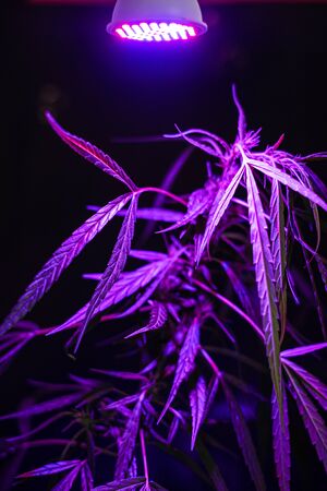 Plant sapling cannabis growing in pot with LED grow light の写真素材