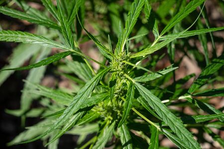 Green medicinal plant cannabis blooming at blurred background close up 