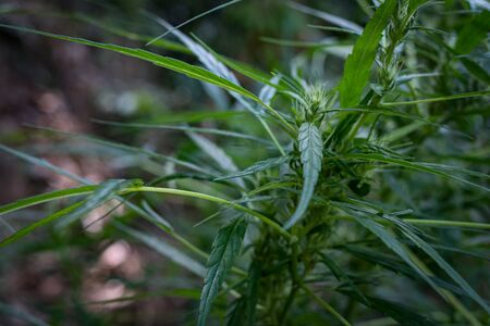 Green medicinal plant cannabis blooming at blurred background close upの写真素材