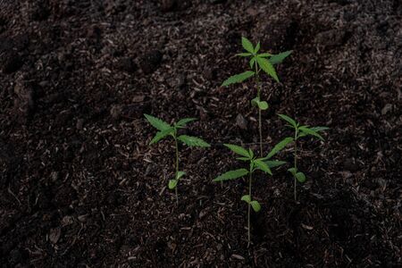 Plant of a little cannabis seedling in the ground at blurred background