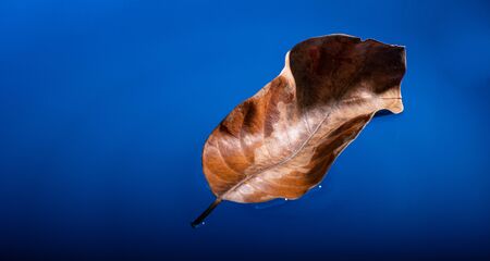 Dry leaves floating on the blue water surfaceの写真素材