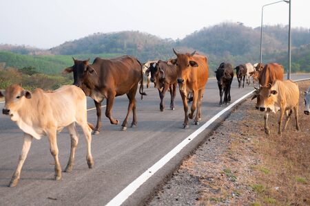 Group of many cows is walking on the concrete road in Thailandの写真素材