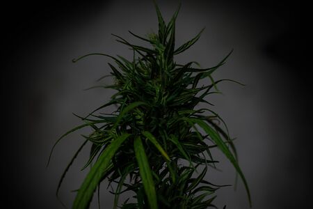 Close up fresh green medicinal plant cannabis blooming at black background close up, Marijuana plant...