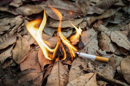 Close up cigarette butt non-smoked carelessly are thrown into dry grass on the ground causing a...